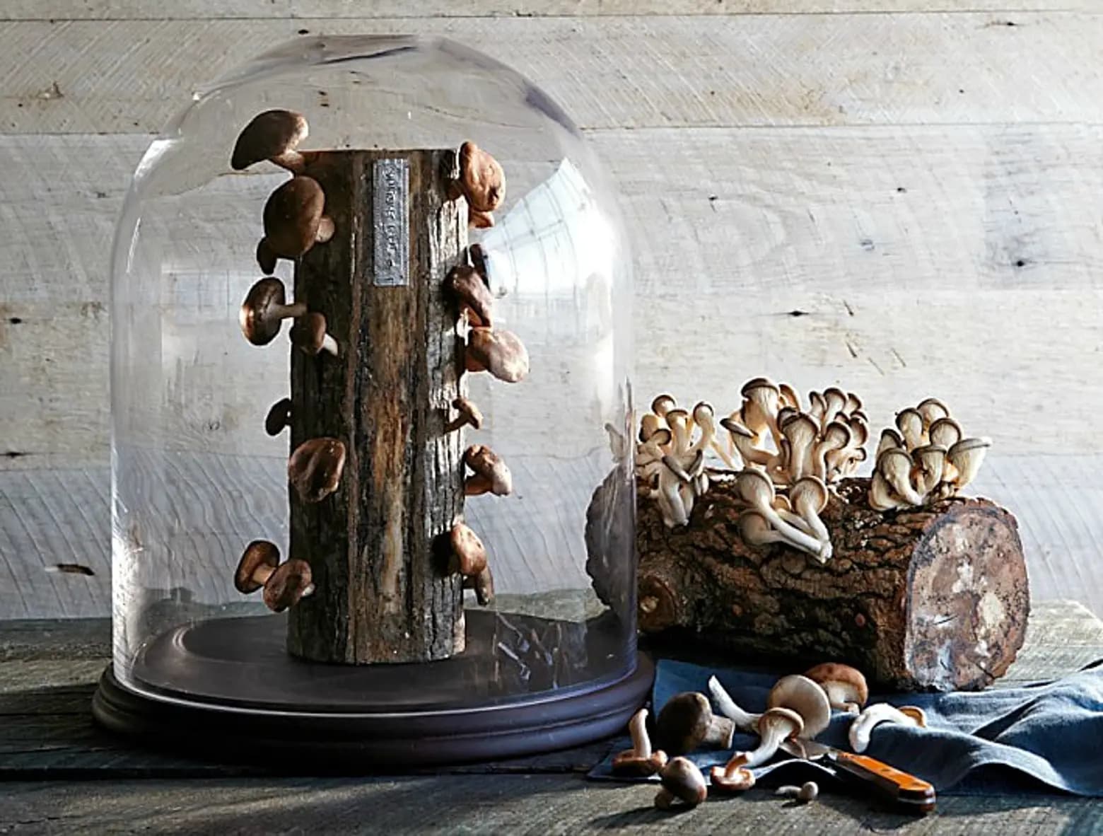 Handmade Mushroom Magnets Created from Real Forest Mushrooms