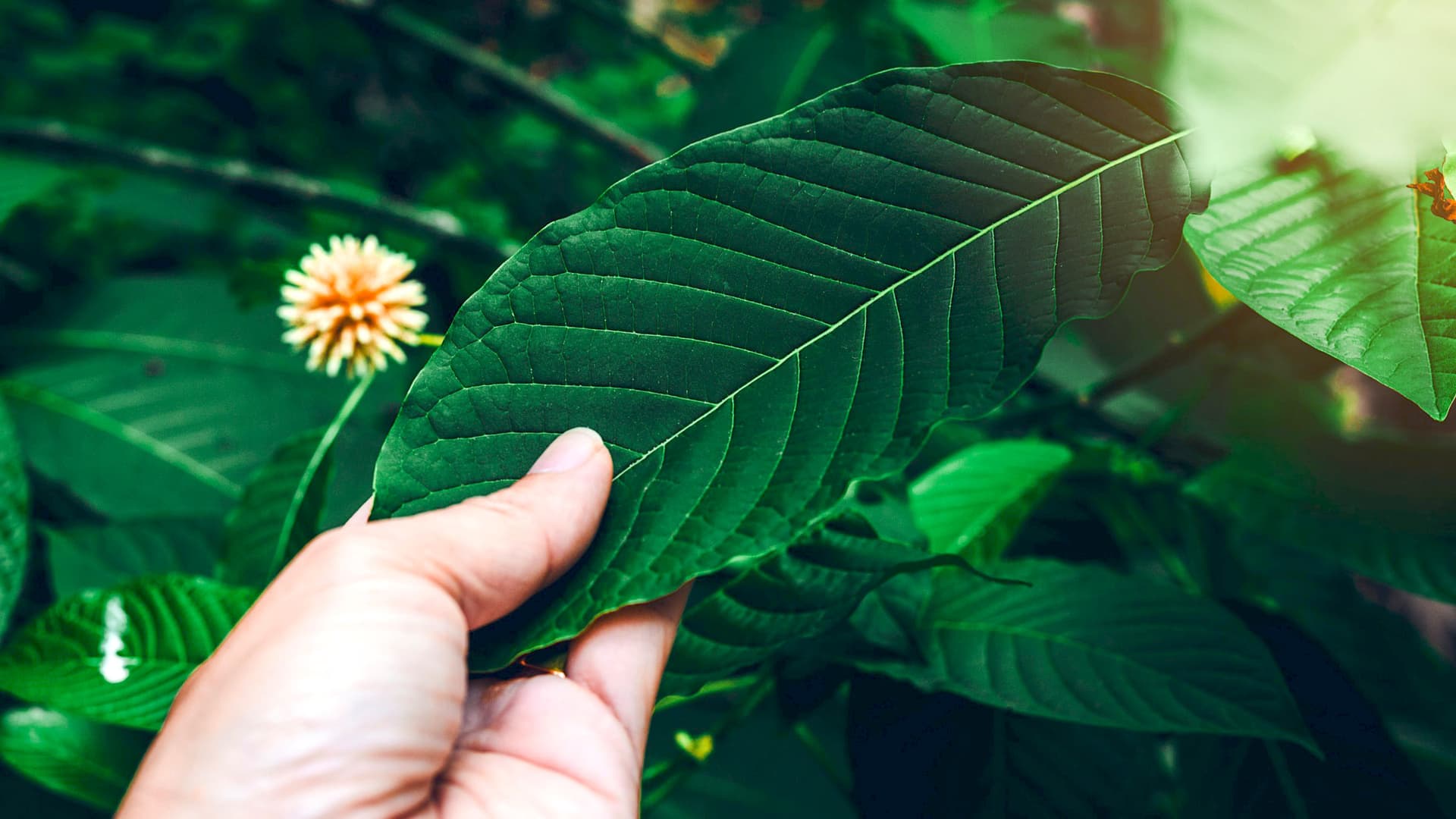 Natural Kratom Tea Thailand: A Healthy Herbal Choice