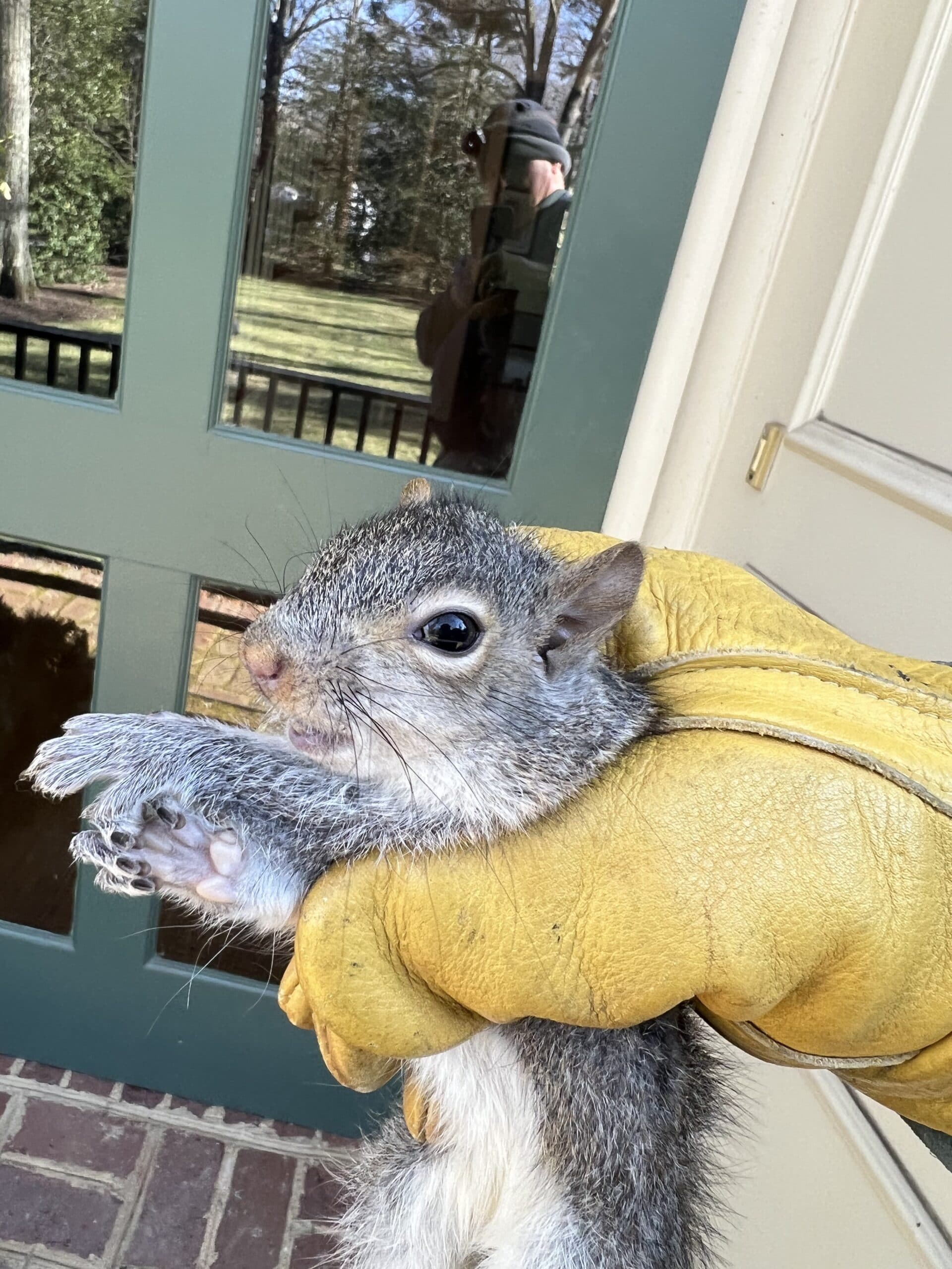 Affordable Squirrel Removal Toronto Services You Can Trust