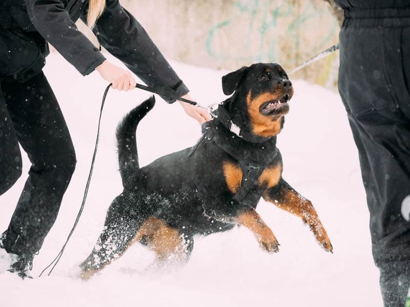 Enhanced Site Protection Using Security Dog Services Birmingham