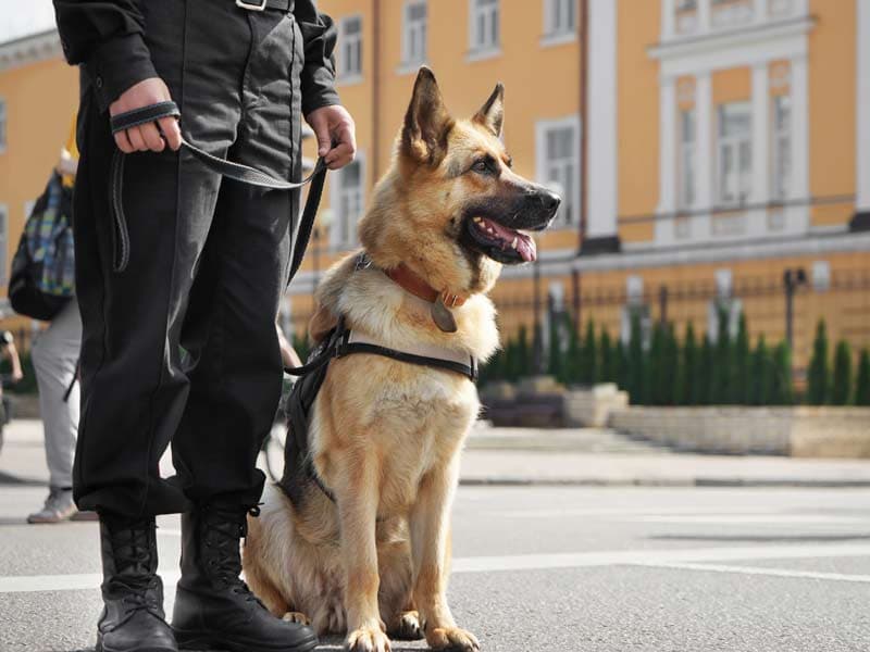 Expert Security Dogs to Enhance Your Property Protection