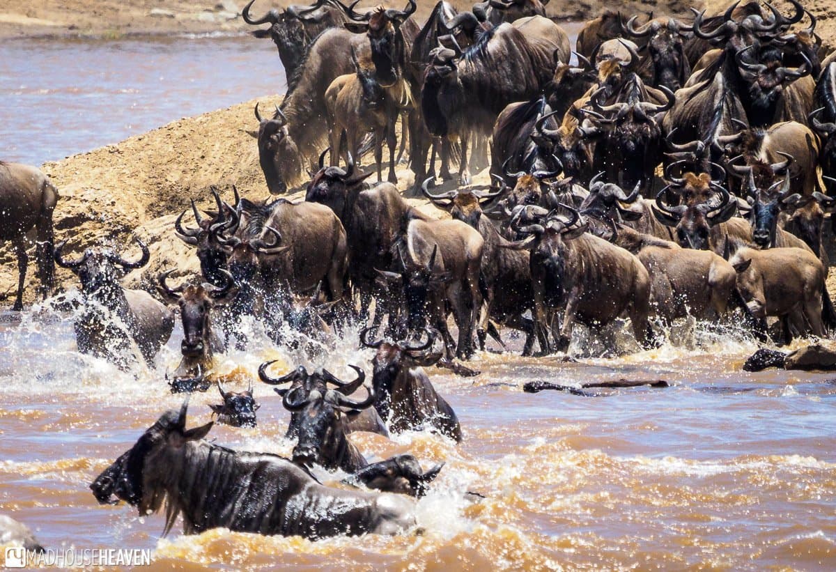 Explore the Wonders of a Kenya Safari in Maasai Mara