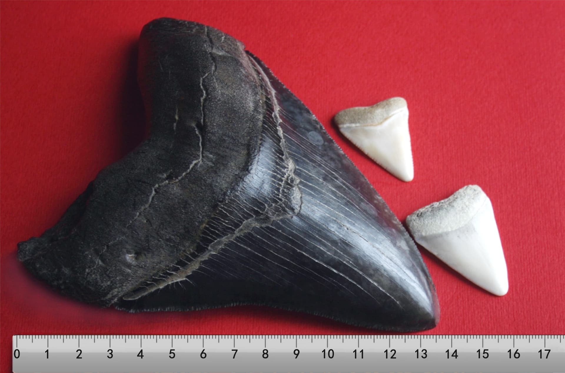Explore Fossil Driven Fossil Shark Teeth Collections Online