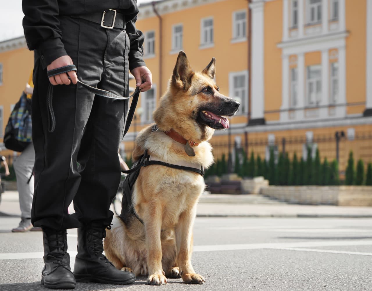 Security Dog Services Coventry: Powerful On-Site Crime Prevention