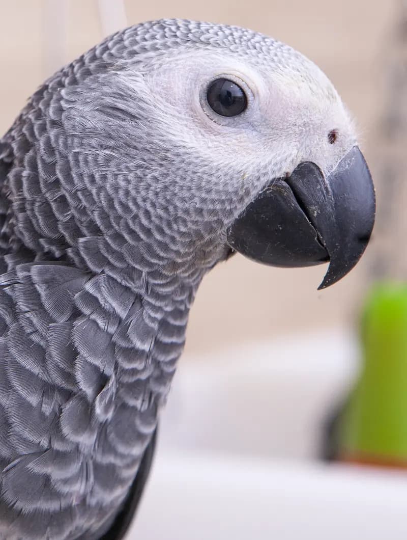 African Grey Parrots for Sale – Premium Selection by Amazing Birds Farm