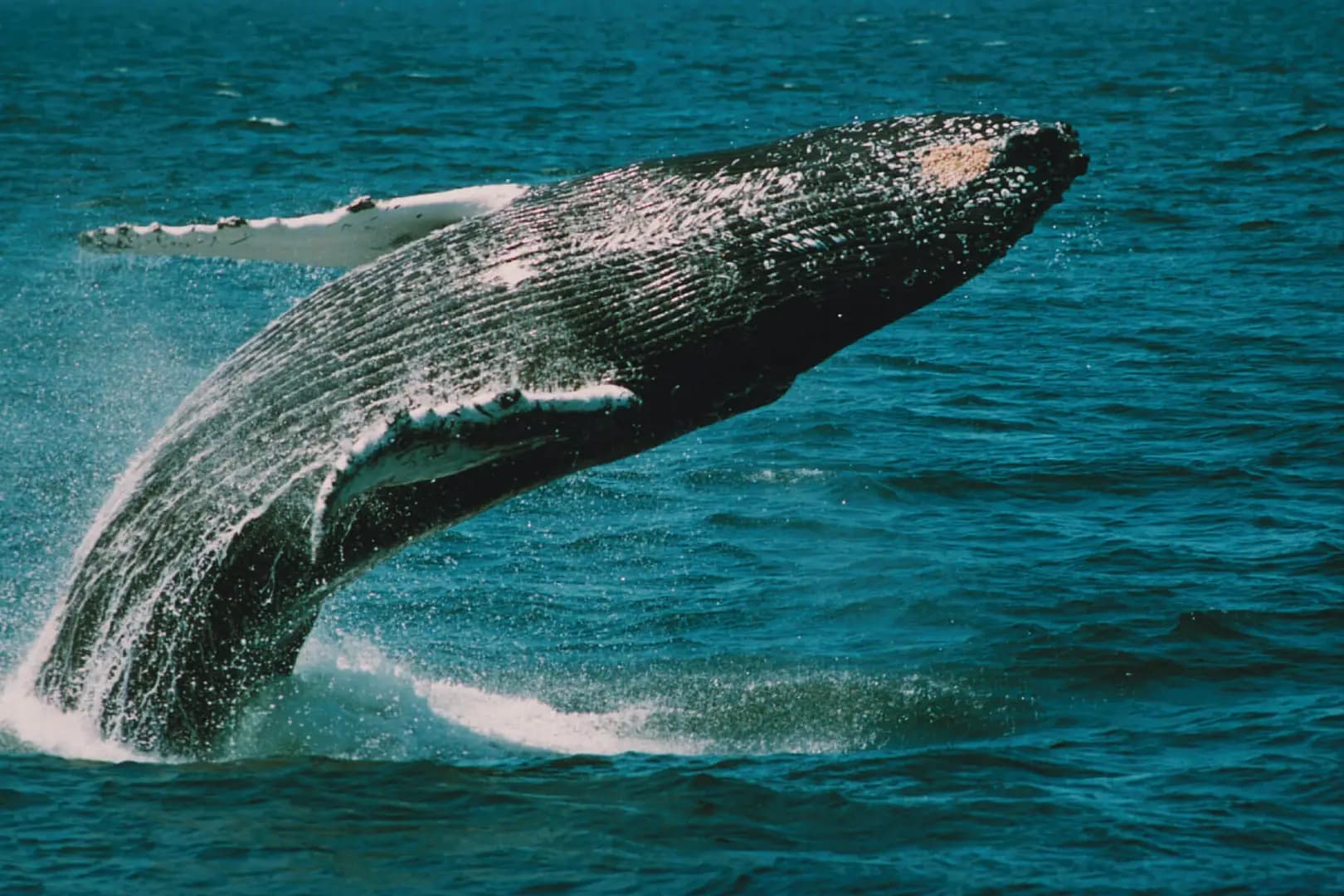 Conservation Through Law: A-LAW and marianthi baklava Unite for Change