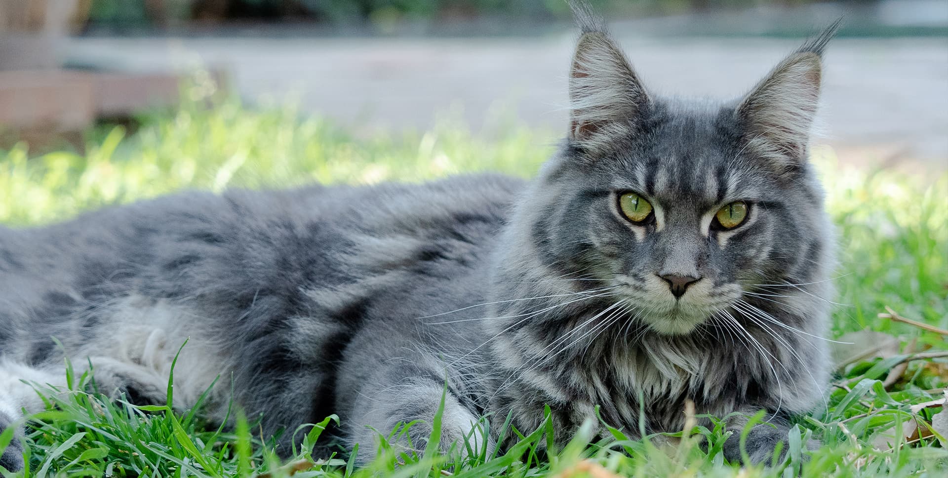 Beautiful Maine Coon Kittens for Sale in California – Amore Cattery