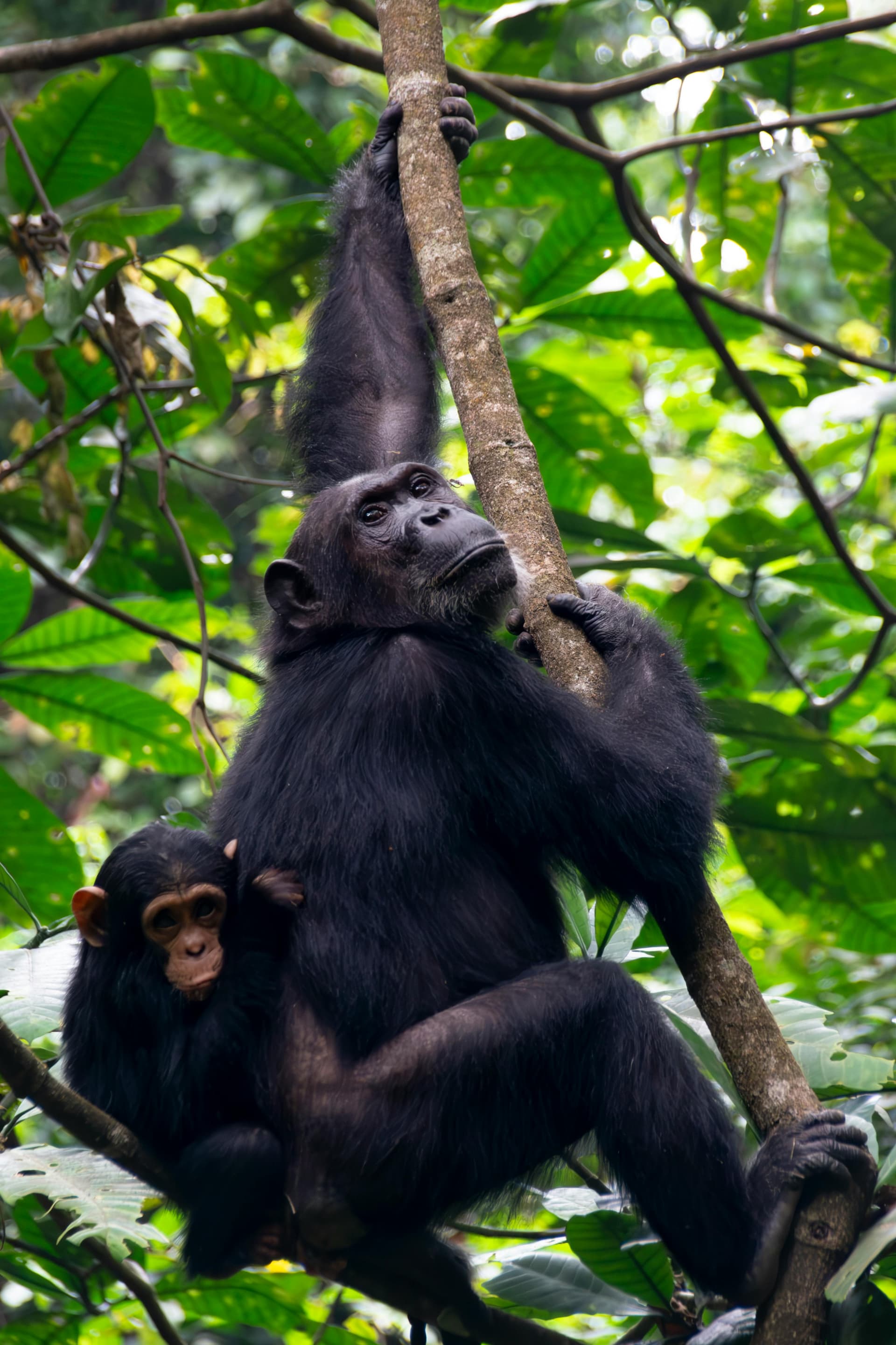 Up Close with the Wild: Best Chimpanzee Trekking Tours for 2025