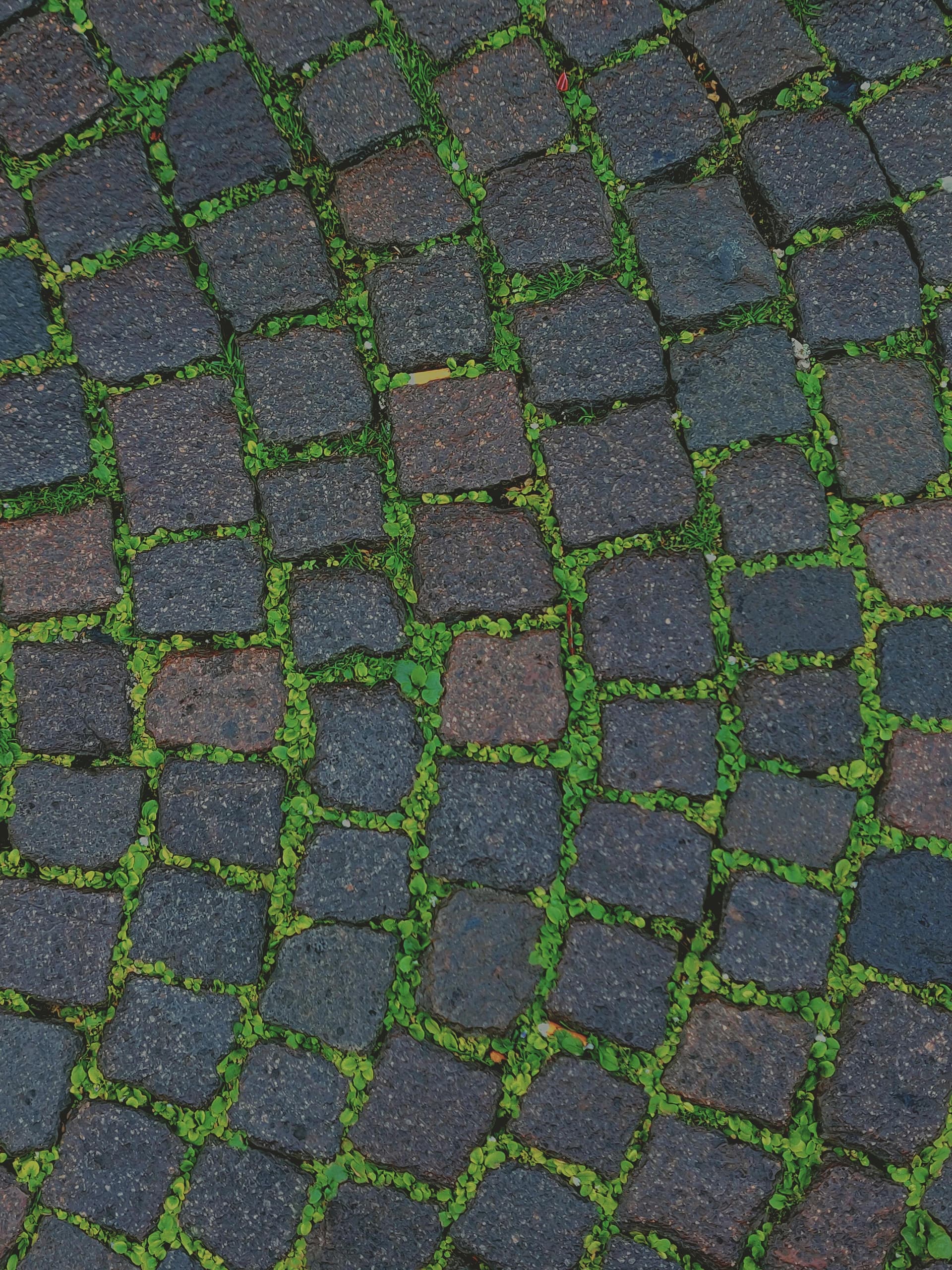 Paving Services That Stand the Test of Time