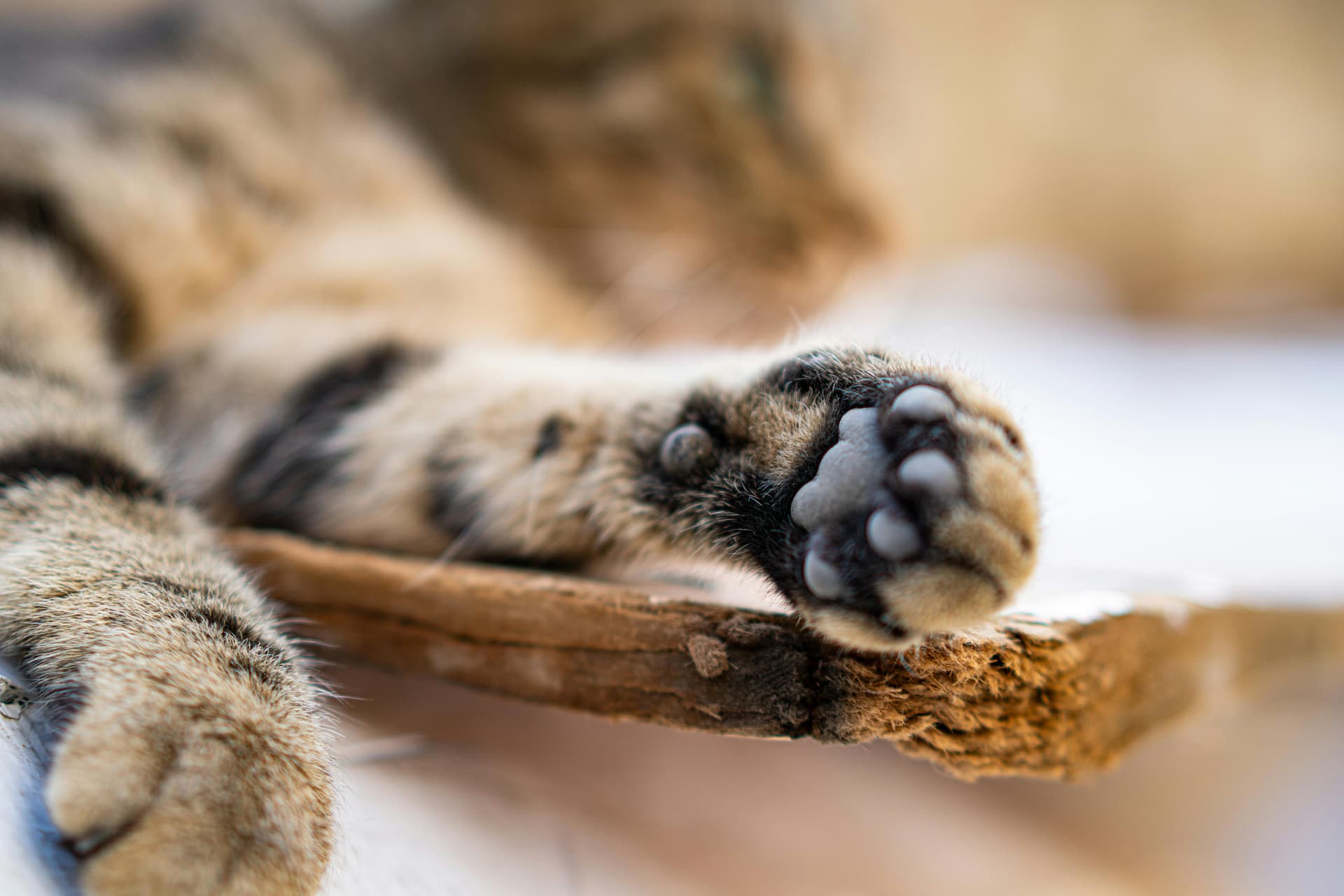 Rare Color Coon Cats for Sale from Trusted Breeder Amore Cattery