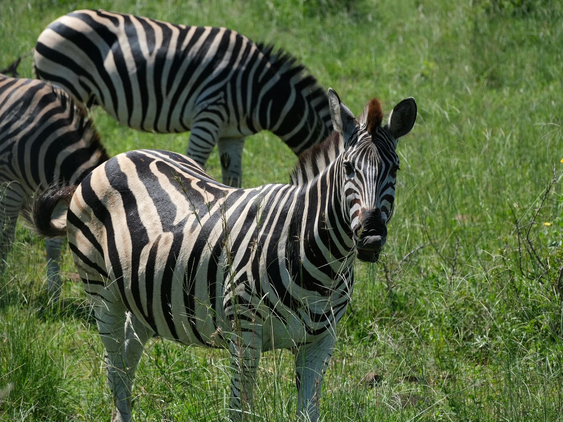 Top Wildlife Encounters on a Kenya Tanzania Safari