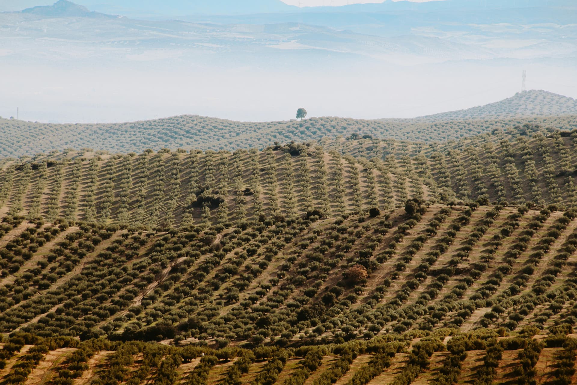 Clarksburg CA Wine Country: A Photographer’s Paradise