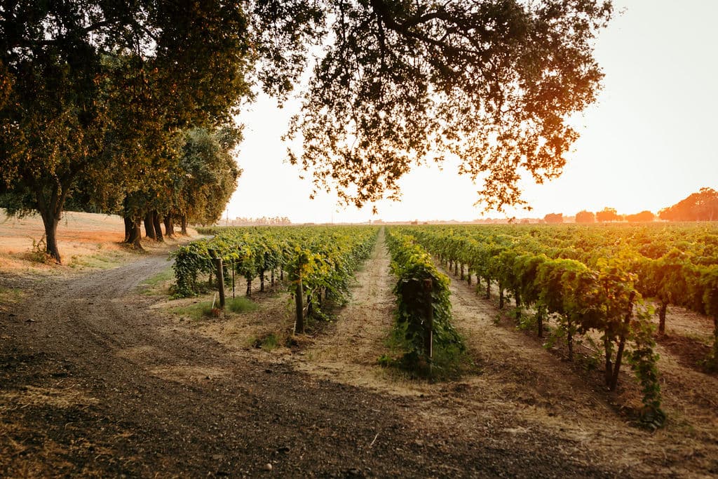 Ultimate Guide to Clarksburg Wineries