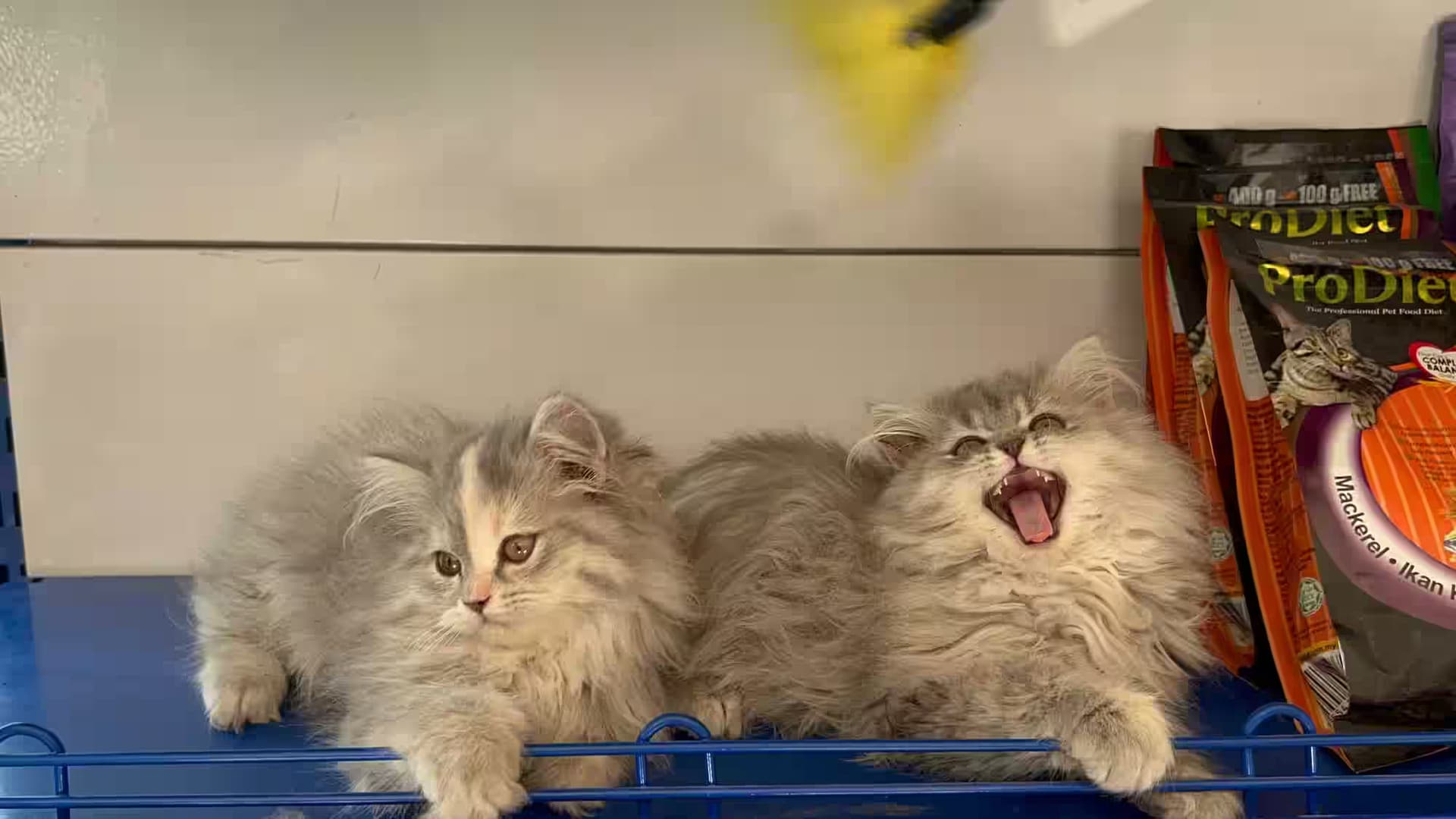 Catshoponline – Adorable Plush Companions for Your Furry Friend