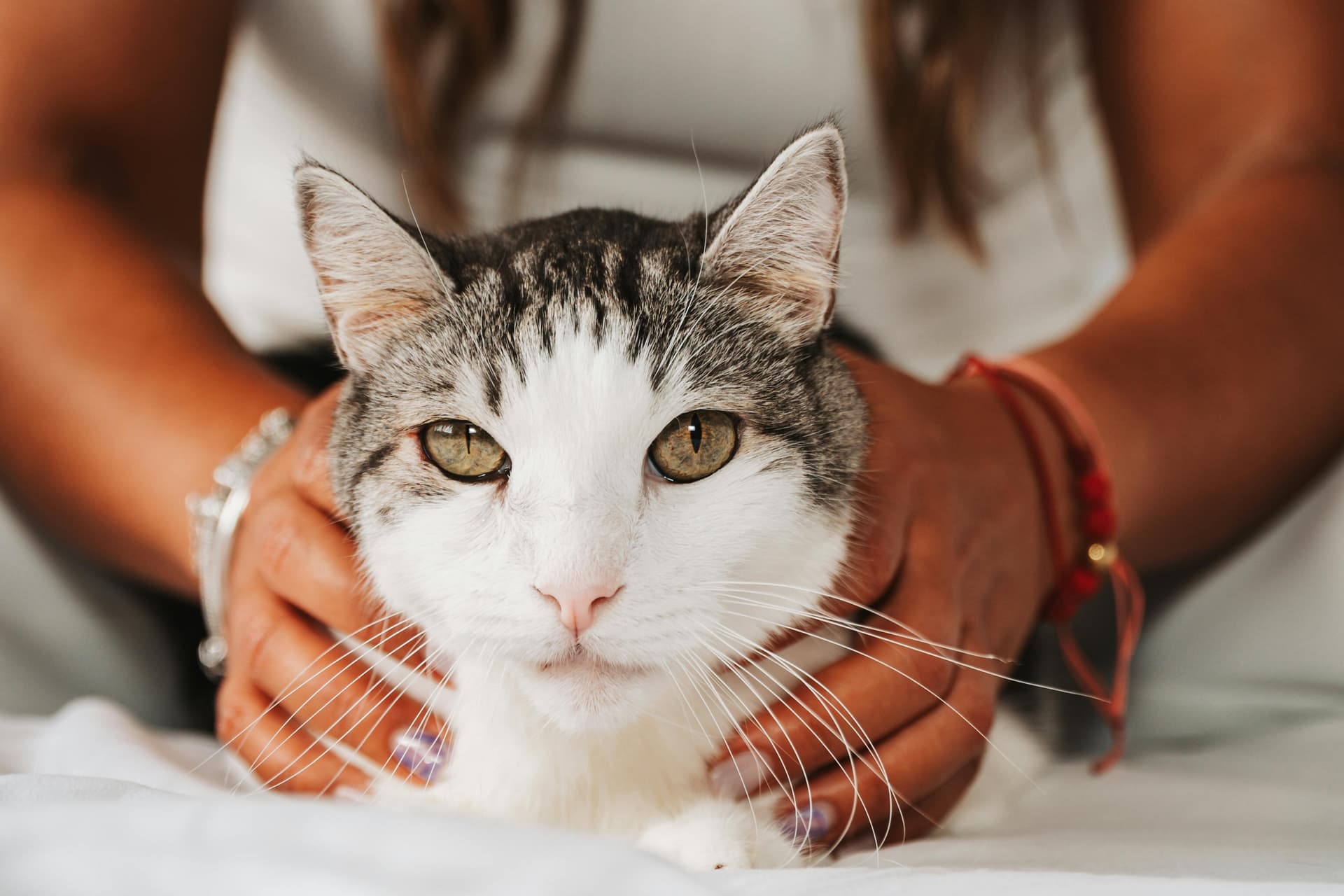 Maine Coon Cats for Sale – Friendly, Socialized & Ready to Adopt