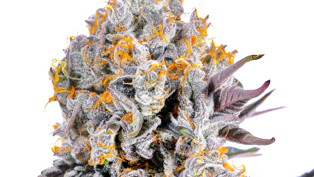 Les Avantages de l'Huile CBD Hollyweed : Guide Complet