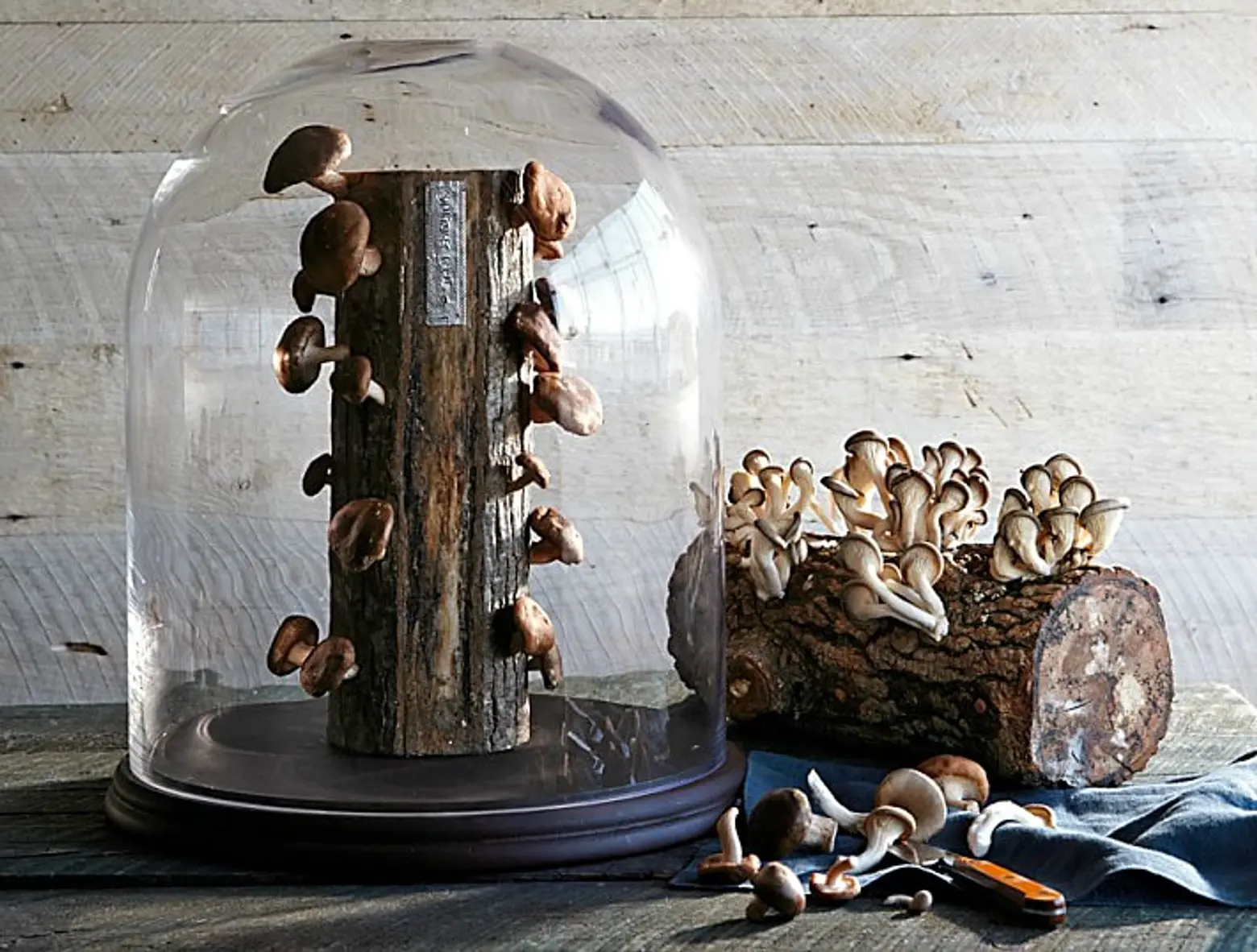 Handmade Mushroom Magnets Created from Real Forest Mushrooms