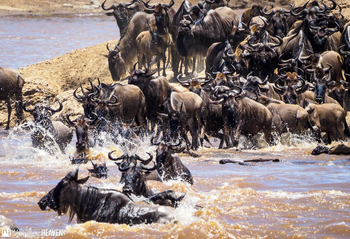 Explore the Wonders of a Kenya Safari in Maasai Mara