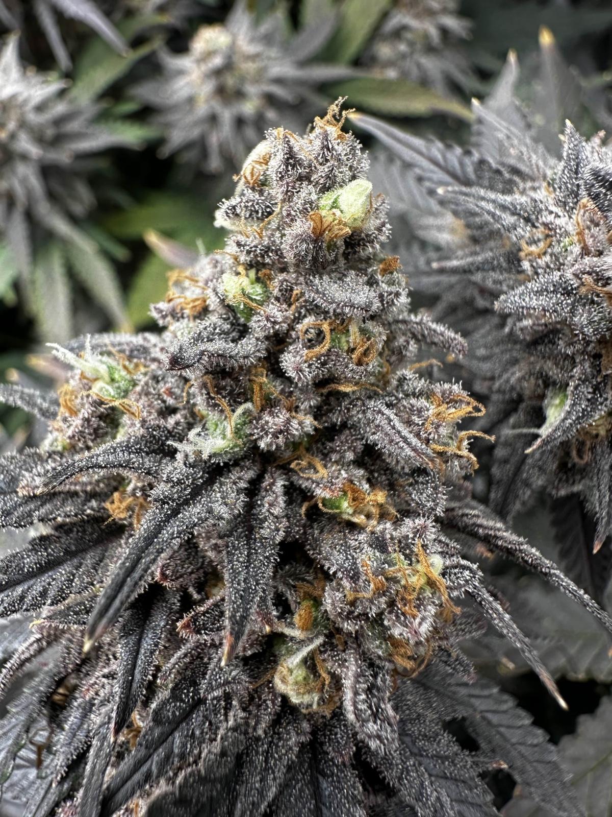 Cannabis Club Hamburg – Von Freunden gegründet