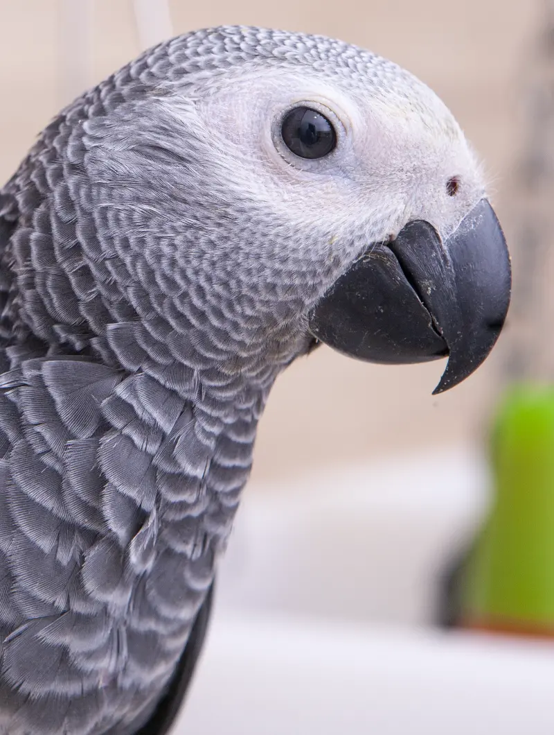 African Grey Parrots for Sale – Premium Selection by Amazing Birds Farm