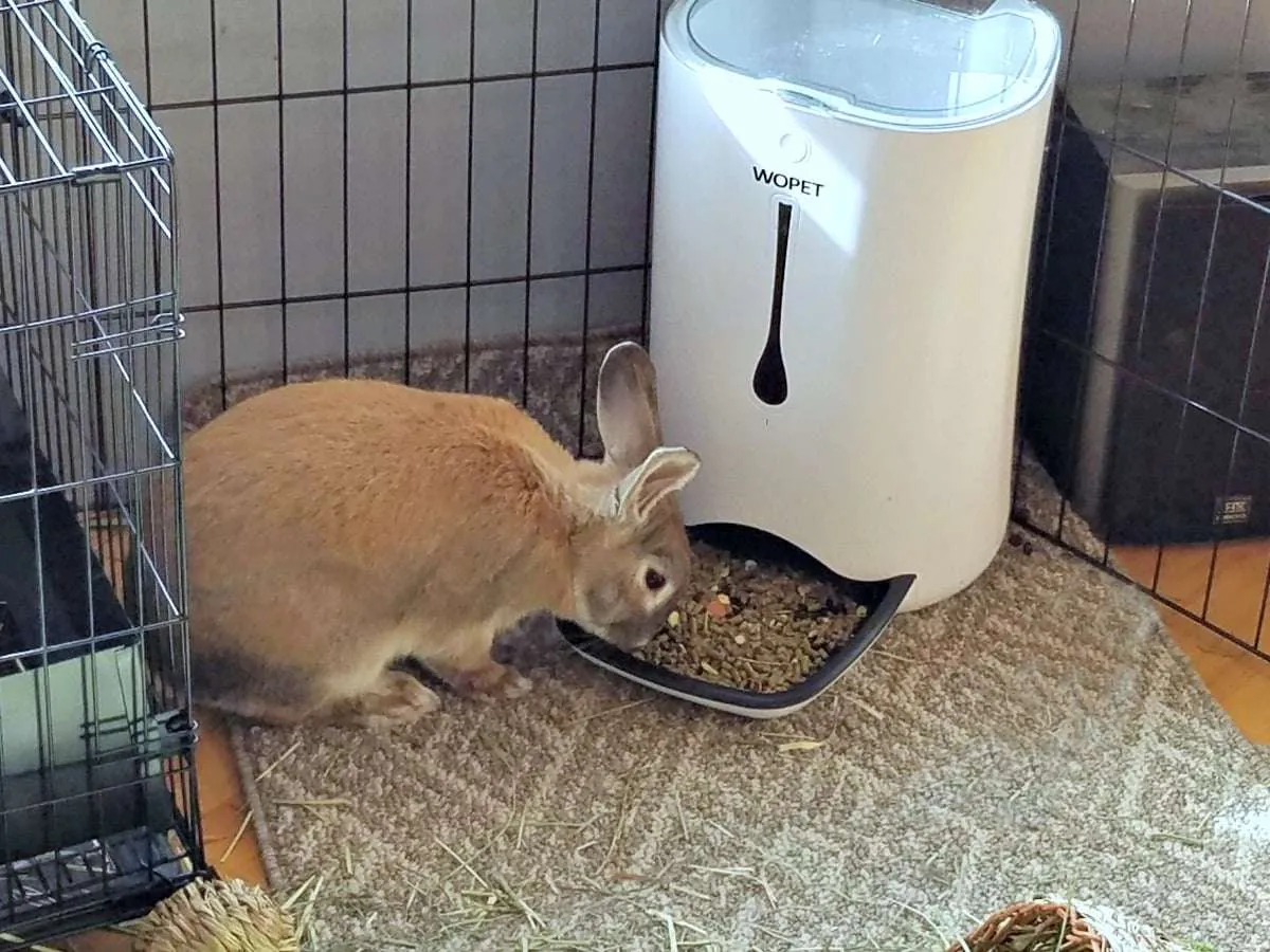 Why an Automatic Cat Feeder is Essential for Busy Pet Owners